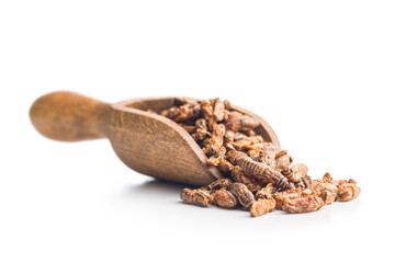 Crispy fried crickets in wooden scoop isolated on white background. Insect protein.