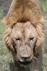 portrait of a lion