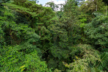 Obraz premium jungle view from hanging bridges in costa rica