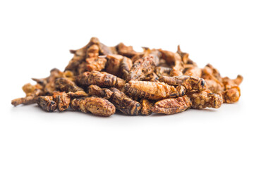 Crispy fried crickets isolated on white background. Insect protein.