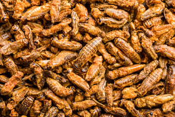 Crispy fried crickets. Insect protein.