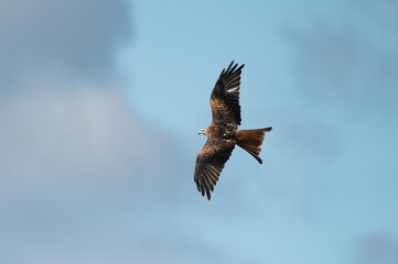 Milvus milvus - Red kite - Milan royal