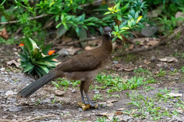 close-up of a Grey-headed chachalaca in the costa rica bush
