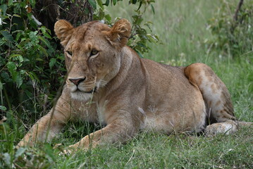 lion and lioness