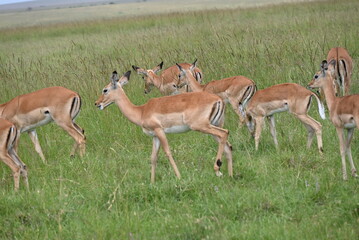 impala in the savannah