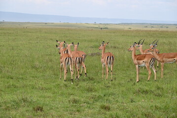 herd of gazelles 