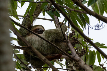 close-up of a brown throathed sloth hanging in a tree