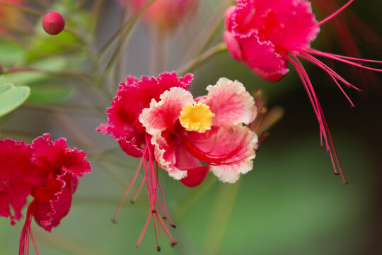 Beautiful red flower of costa rica