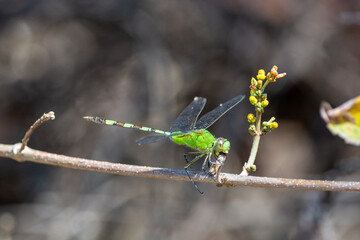 large green dragonfly eating his prey in horizontes experimental forest costa rica