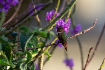 small brown and green hummingbird sitting on a branch in a bush in monteverde costa rica