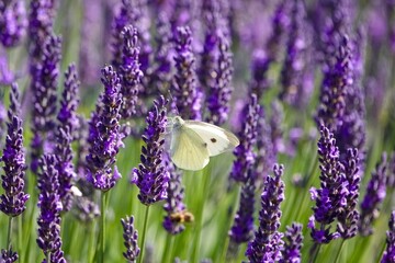 Un papillon blanc et noir piéride butine des fleurs de lavande