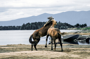 Herd of horses grazes freely outside in field next to river