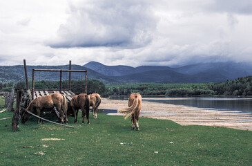Herd of horses grazes freely outside in field next to river