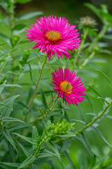 Fototapeta premium Symphyotrichum novi-belgii beautiful flowering plant, bright pink New York aster in bloom, green leaves