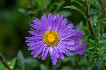 Aster flower Callistephus chinensis Andrella in bloom, early autumnal seasonal flowering plant