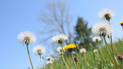Naklejka premium Vibrant field of dandelions under clear blue sky, peaceful, outdoor