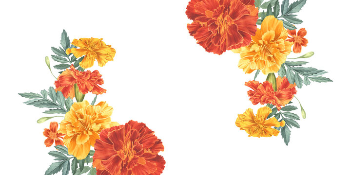 Marigolds, red and yellow buds arranged in a semicircle. Watercolor illustration. Floral arrangement of garden flowers. Horizontal frame made of tegetes for wedding invitation, card, banner