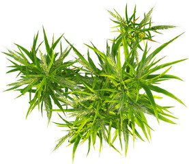 Top view of Hordeum plants