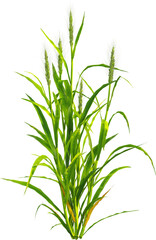 Side view of Hordeum plant