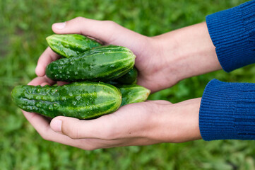 Freshly picked cucumbers held in hands over green background.