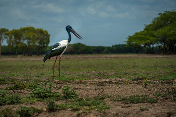 Photo of a Black Necked Stork