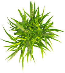 Top view of Hordeum plant