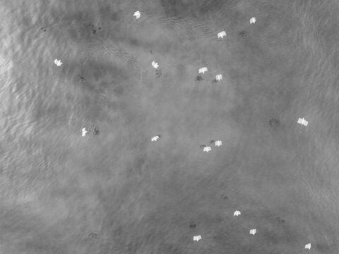 High-Angle View of Birds Over Water, Monochrome Aerial. An aerial, monochrome shot of numerous birds, likely wading birds, soaring over a body of water. Polonezkoy Beykoz Istanbul Turkiye
