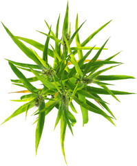 Top view of Hordeum plant