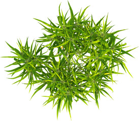 Top view of Hordeum plants