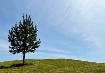 Lonely pine tree in a field against the sky.