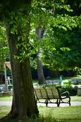 bench in the park
