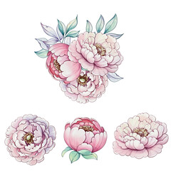 Soft and vibrant blooms of peonies come to life in watercolor, capturing the essence of spring with their enchanting colors and shapes