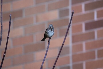 bird in the tree