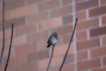 bird on a branch