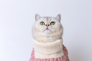 Charming British shorthair cat in a cozy sweater against a minimalist background, looking up