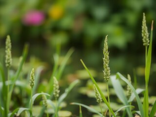 Blurred image of serene aquatic plants in a reflective, still body of water, blurred, still water