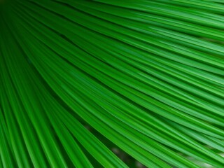 Fototapeta premium Close up of a vibrant green tropical palm leaf, showcasing its intricate texture and natural beauty, palm leaf, nature, green