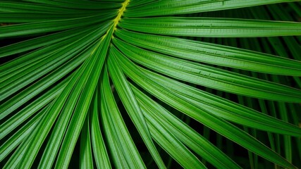 Obraz premium Close up of the natural texture of a tropical green palm leaf, texture, green, nature