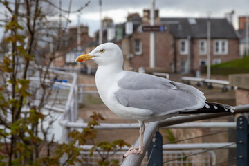 Obraz premium Herring Gull in profile while perched on a metal railing.