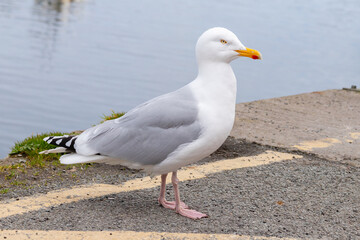Herring Gull in profile standing on the street near the water.