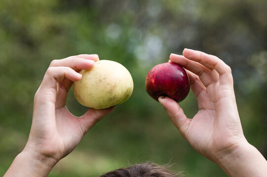 Two apples, one yellow and one red, held up against a green background.