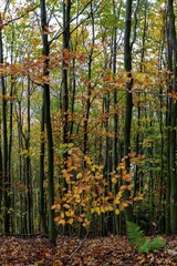 View of a beech forest in autumn. Hostyn hills. Czech Republic.