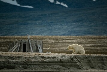 Polar bear near abandoned Arctic structure