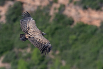Gyps fulvus - Griffon vulture - Vautour fauve