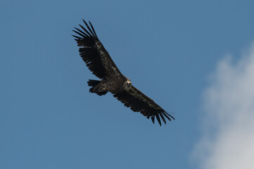 Gyps fulvus - Griffon vulture - Vautour fauve
