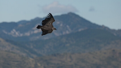 Gyps fulvus - Griffon vulture - Vautour fauve