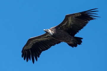 Gyps fulvus - Griffon vulture - Vautour fauve