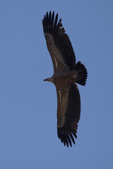 Gyps fulvus - Griffon vulture - Vautour fauve