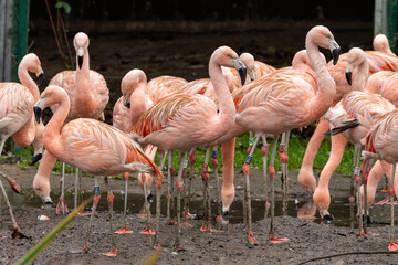 Chilean Flamingo (Phoenicopterus chilensis) in South America – A Stunning Pink Wader