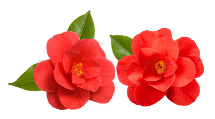 Red camellia flowers